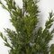 36 Inch Natural Touch Cypress Spray