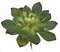 12 Inch W X 11.5 inches Ht Echeveria Succulent