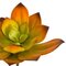 8 Inch Width Artificial Orange And Green Echeveria Pick