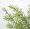 18 Inch Green Sprengerii (Asparagus) Bush