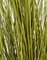 60 Inch Mixed Green/Yellow Pvc Onion Grass Bush