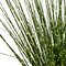 17 Inch Potted Pvc Zebra Onion Grass