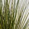 18 Inch Outdoor Potted Mixed Onion Grass Bush, Tutone Green, Mustard Green Or Green/Blue