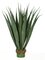 36 Inch Large Outdoor Agave Plant In Green Or Burgundy