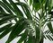 6.5 FOOT SOFT TOUCH KENTIA PALM TREE