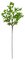 32 Inch Celery Spray