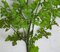32 Inch Celery Spray