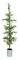 POTTED JUNIPER TREE | 6 FOOT OR 7 FOOT TREES
