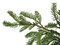 POTTED JUNIPER TREE | 6 FOOT OR 7 FOOT TREES
