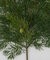20" Natural Touch Cedar Spray