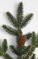 26" Spruce Pine Spray with Pinecones