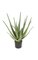 22" Plastic Aloe Plant - 20 Green Leaves - 19" Width - Weighted Base - FIRE RETARDANT