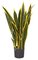 CLEARANCE 26 INCH IFR GREEN/YELLOW SANSEVIERIA PLANT