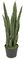 26 Inch Green Sansevieria Plant 18  Leaves