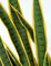 39 Inch Green Sansevieria Plant - Green/Yellow