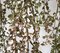 41 Inch Firesafe Pilea Microphylla Bush