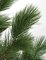 52" Outdoor Pine  Tree - Natural Trunk - Weighted Base -UV Protecion