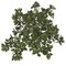 15 Inch Uv Outdoor Hanging Nematanthus Bush (Goldfish Plant)