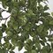 15 Inch Uv Outdoor Hanging Nematanthus Bush (Goldfish Plant)