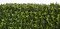 48 INCH X 8 INCH X 65 INCH Outdoor UV BOXWOOD HEDGE / BOXWOOD SCREEN