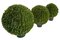 Potted Japanese Boxwood Ball Topiary | 3 Sizes to choose from  26 Inch, 32 Inch, 21 inch