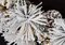 36 Inch Flocked Bavarian Pine Wreath With Pine Cones And 3Mm Cluster Led Lights