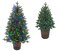 POTTED SLIM HAMILTON PINE CHRISTMAS  TREES W/MULTI-COLORED & MULTI-FUNCTION LED LIGHTS | 5 feet OR 3 feet TALL