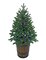 POTTED SLIM HAMILTON PINE CHRISTMAS  TREES W/MULTI-COLORED & MULTI-FUNCTION LED LIGHTS | 5 feet OR 3 feet TALL