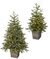 Potted Western Hemlock Trees with Micro LED Lights | 3 Ft. or 5 Ft.