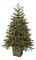 Potted Western Hemlock Trees with Micro LED Lights | 3 Ft. or 5 Ft.