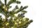 POTTED WESTERN HEMLOCK TREES WITH MICRO LED LIGHTS | 3 FT. OR 5 FT.