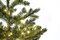 Potted Western Hemlock Trees with Micro LED Lights | 3 Ft. or 5 Ft.