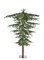 7.5' Umbrella Pine Tree on Natural Truck | LED Lights or No Lights