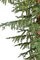 7.5' Umbrella Pine Tree on Natural Truck | LED Lights or No Lights