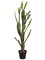 57 inches Bunny Ear Cactus in Plastic Pot Green