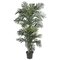 EF-1589 6.5' Outdoor Tropical Areca Golden Cane Tree in Plastic Pot GreenUV Coated Leaves U.V. Stabilized (resists fading under sunlight).Create your own tropical Oasis!