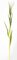 57 inches ARTIFICIAL CORN STALK WITH LEAVES