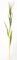 5 Foot ARTIFICIAL CORN STALK WITH LEAVES