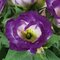 Earthflora's 13 Inch Ifr Lisianthus Bush - Pink Or Purple