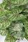 Earthflora's 16 Inch Fr Syngonium Bush - Pink Or Green