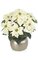 24" Poinsettia Bush 7 Cream Flowers