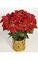 24" Poinsettia Bush 9 Red Velvet Flowers