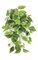 26" Hanging Cissus Bush - 5 Stems - 16" Width - 82 Leaves - Light Green - Bare Stem