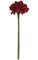 28" Amaryllis Stem Red