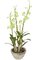 28" Potted Dendrobidium - Tutone Green - Beige Weathered Ceramic Pot