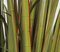 Earthflora's 68 Inch Wide Leaf Onion Grass - Mixed Green/red