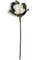 31" Magnolia Spray - White