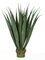 Earthflora's 36 Inch Large Outdoor Pandanus Plant In Green Or Burgundy