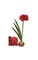 60" Amaryllis Bulb Red