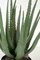 Earthflora's 22 Inch Potted Natural-looking Aloe Plant